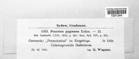Puccinia pygmaea image